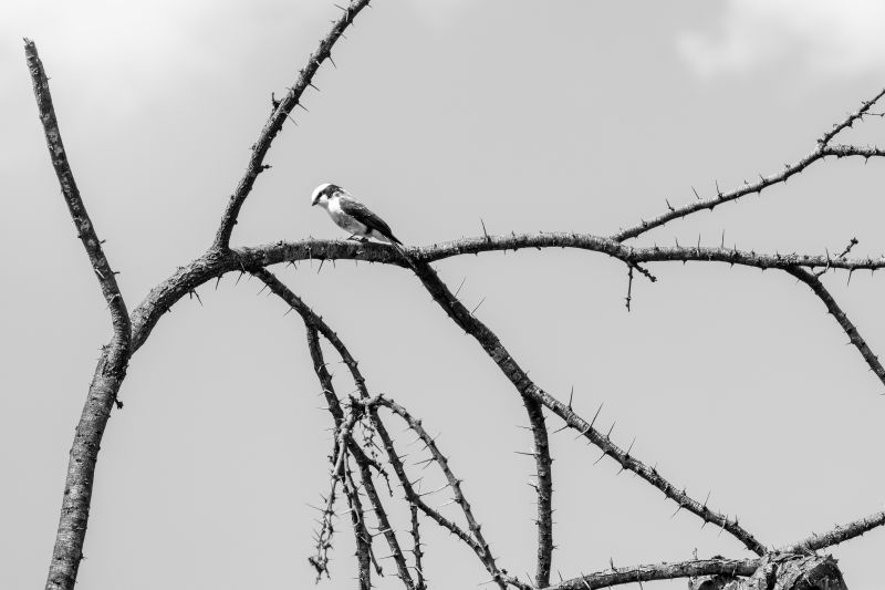 Kreative Fotografie in Kenia